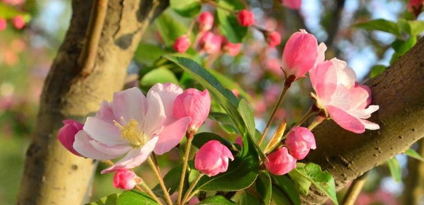 观叶海棠花语（探索观叶海棠的花语）