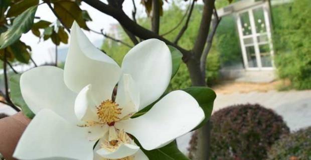 广玉兰花的象征意义与美丽之韵（广玉兰花——中国花卉文化的瑰宝）