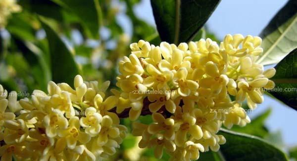 桂花花语——芬芳馥郁的象征（五香佳肴与美好祝愿的化身）