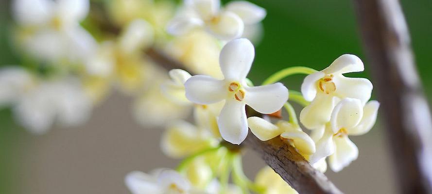 桂花花语（桂花的花语及其象征意义）