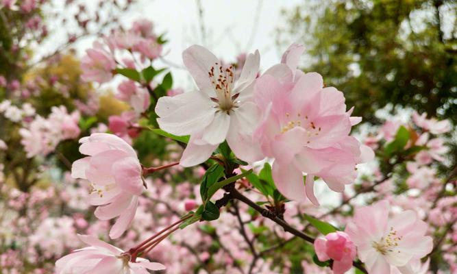 海棠花（海棠花）