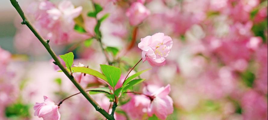 海棠花（海棠花）