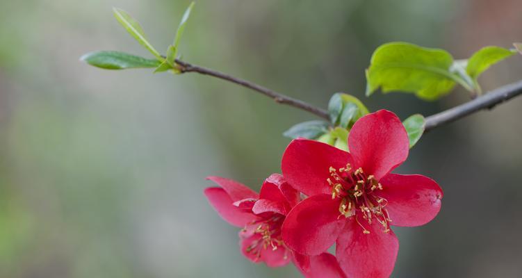 海棠花（一朵傲然绽放的红色海棠花）