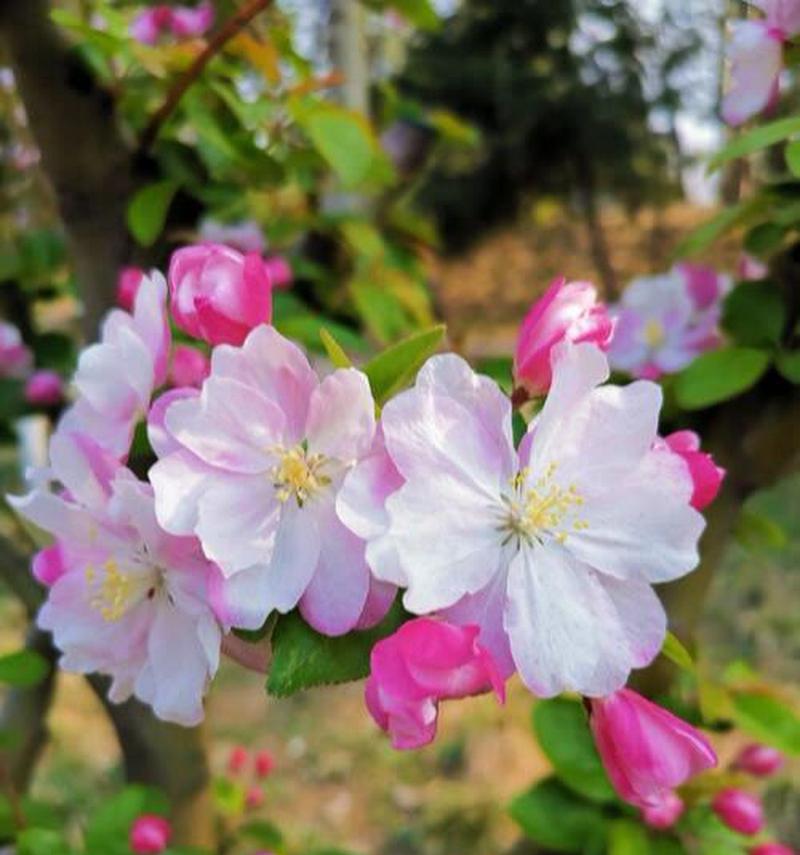 海棠花的花语及其寓意（唤醒内心深处的柔情与美好）