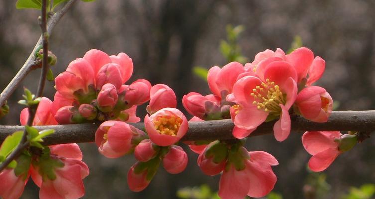 双色海棠的花语与意义（探索双色海棠花的传达信息及其象征意义）