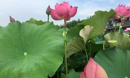 荷花的花语与魅力（荷花）