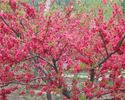 红叶碧桃花语-生命之美的象征（探索红叶碧桃花语的深刻内涵）