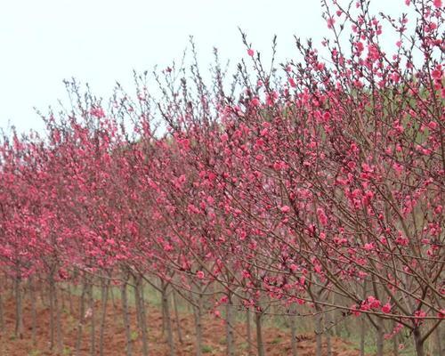 红叶碧桃花语-生命之美的象征（探索红叶碧桃花语的深刻内涵）