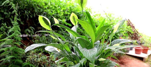 白掌的种植与土壤配比（打造适合白掌生长的土壤）