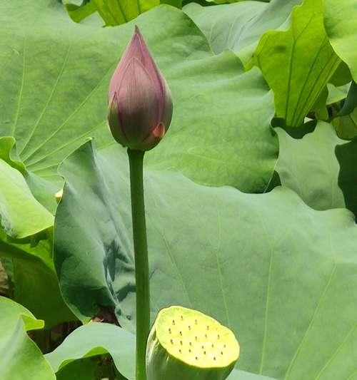 荷花的花语与美丽传说（探寻荷花的含义和独特魅力）