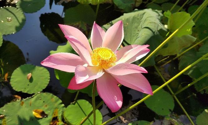 荷花的花语与美丽传说（探寻荷花的含义和独特魅力）