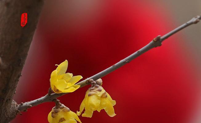 黄腊梅花（揭示黄腊梅花花语的魅力与寓意）