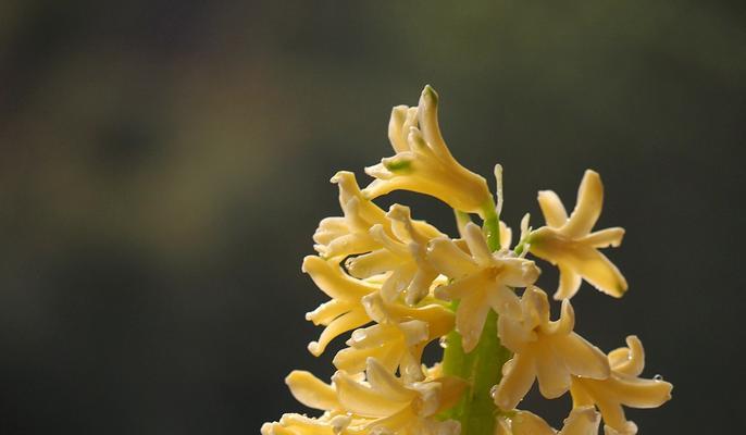 黄色风信子花语（花朵代表的激励与美好生活）