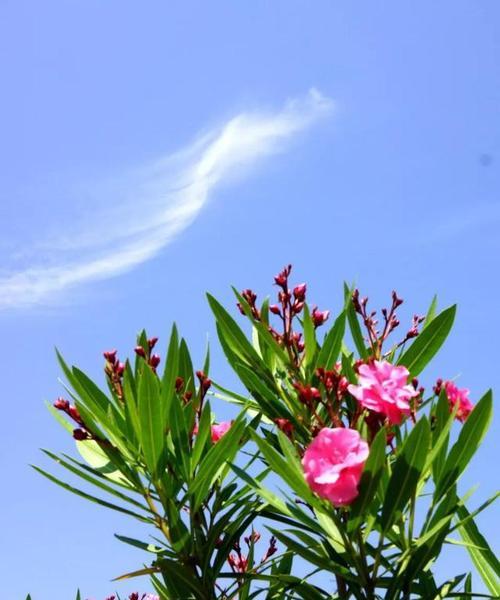 夹竹桃花语传说之美丽与毒性（揭秘夹竹桃花的花语和传说故事）