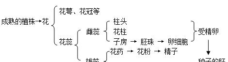 白掌的繁殖方法及分株图解（一起学习白掌的繁殖方法和分株技巧）