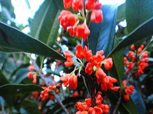 金桂花树的花语与寓意（探索金桂花树的美丽与哲理）