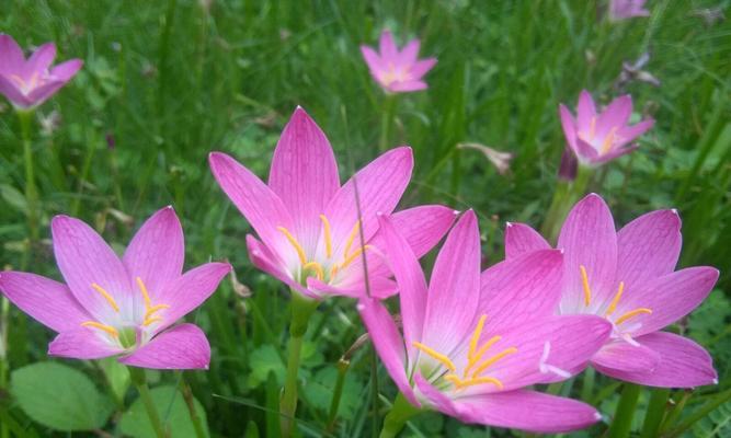 韭兰花的花语与含义（探寻韭兰花的传情之道）