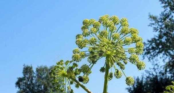 白芷泡水喝的功效与方法（白芷泡水喝）