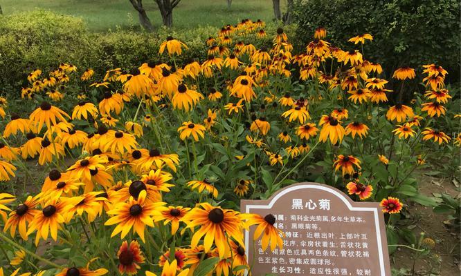 菊花的花语故事（探索菊花背后的深意与情感）