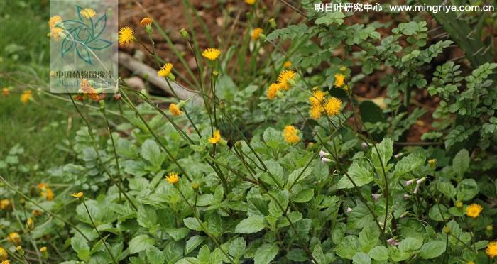 白子菜的营养价值与食用方法（白子菜功效与作用）