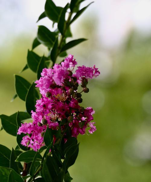 安阳市花紫薇花的象征意义（揭示紫薇花的文化内涵与特点）