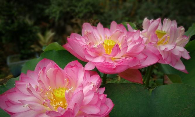 澳门市花莲花的象征意义（莲花）