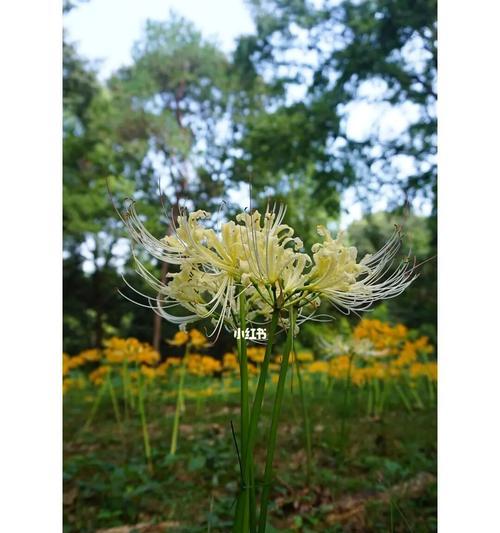 白彼岸花（唤醒内心的力量）