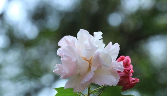 白芙蓉花的象征意义（探寻白芙蓉花在文化中的重要地位）