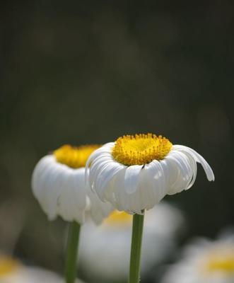 白晶菊花的花语与寓意（揭示白晶菊盛开的含义）