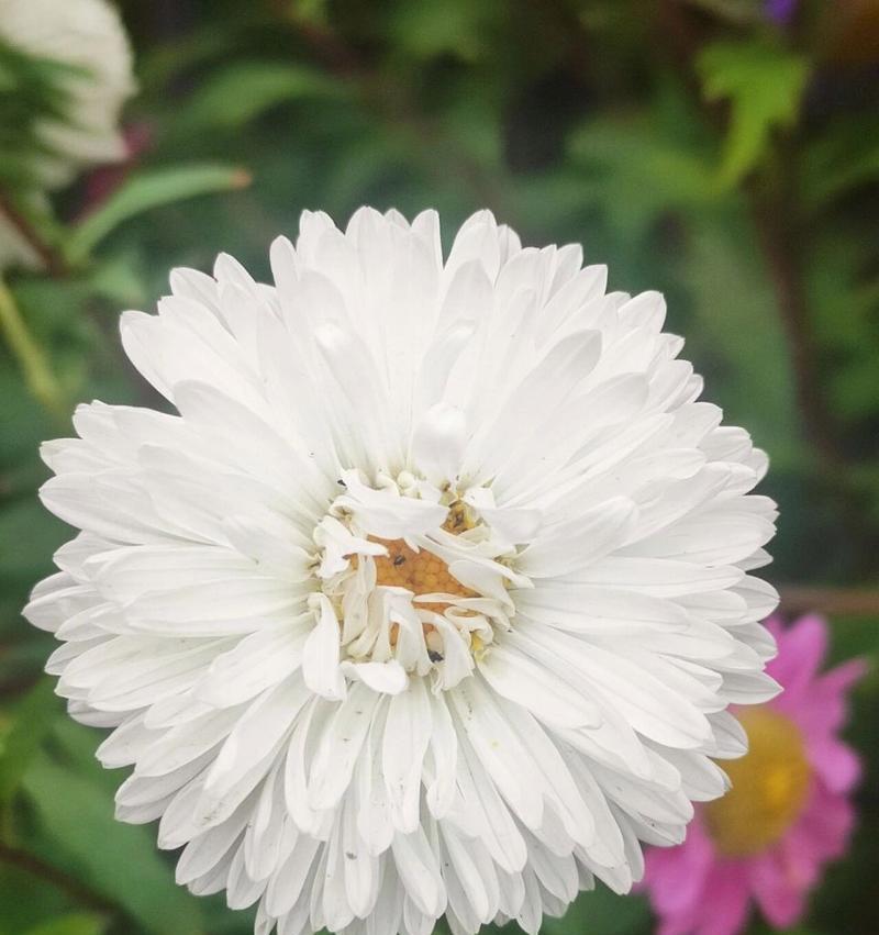 白菊花的象征意义（探寻白菊花的文化内涵）