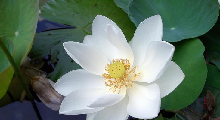 白莲花的象征意义及文化内涵（解读白莲花所代表的纯洁和清雅之美）