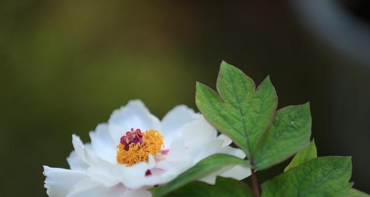 白牡丹花的风水寓意与作用（揭秘白牡丹花的吉祥象征与功效）