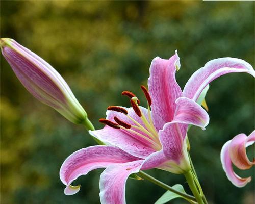 百合花的寓意与象征风水（百合花的神秘之美与吉祥寓意）