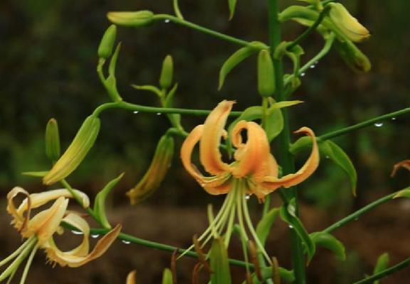 百合花的寓意与象征风水（百合花的神秘之美与吉祥寓意）