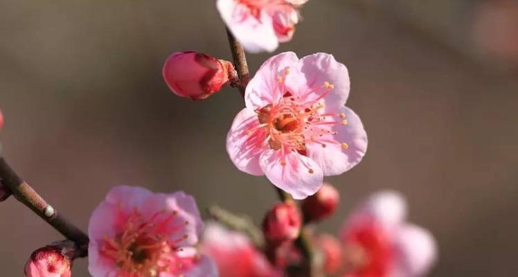 保定市的市花及其象征意义（探索保定市花的美丽与内涵）