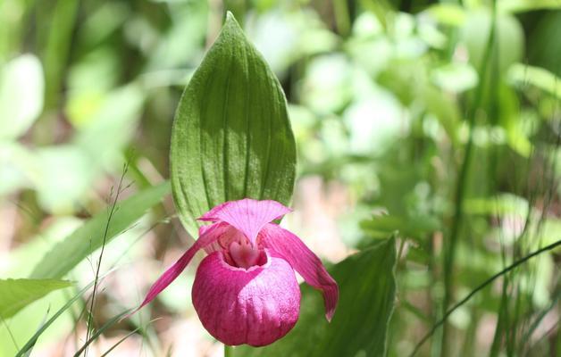 保定市的市花及其象征意义（探索保定市花的美丽与内涵）