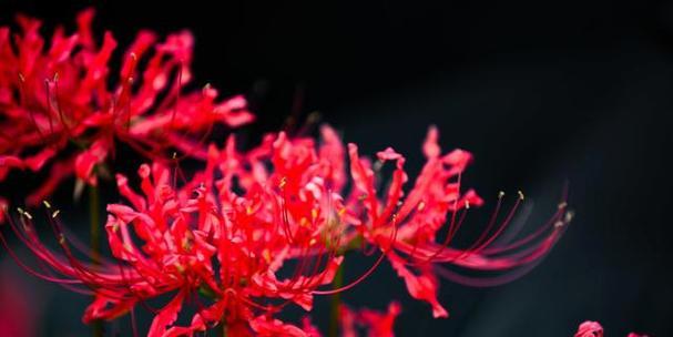 彼岸花盛开，花语多姿（用彼岸花的颜色解读花语之美）