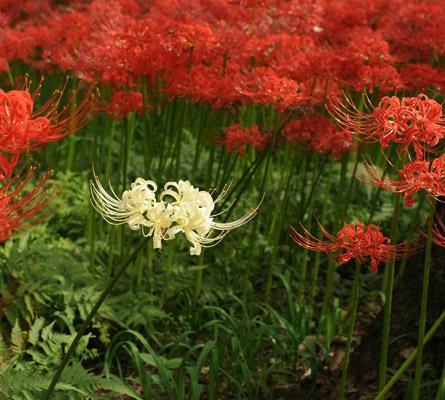 彼岸花的丰富花色与花语（探寻彼岸花不同颜色背后的含义）