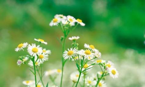 伤感花海中的忧伤与希望（探寻伤感花语）