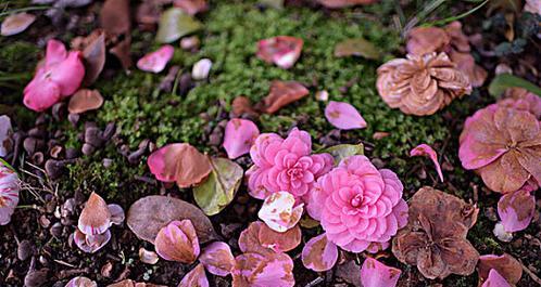 伤心的花花语（深入探索伤心的花语）