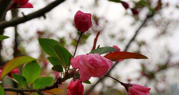 思乡之情如花开（怀乡之情鲜花盛开）