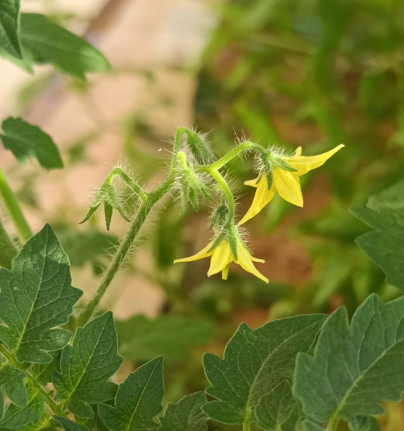 番茄开花结果时间表（探究番茄在何时开花结果）