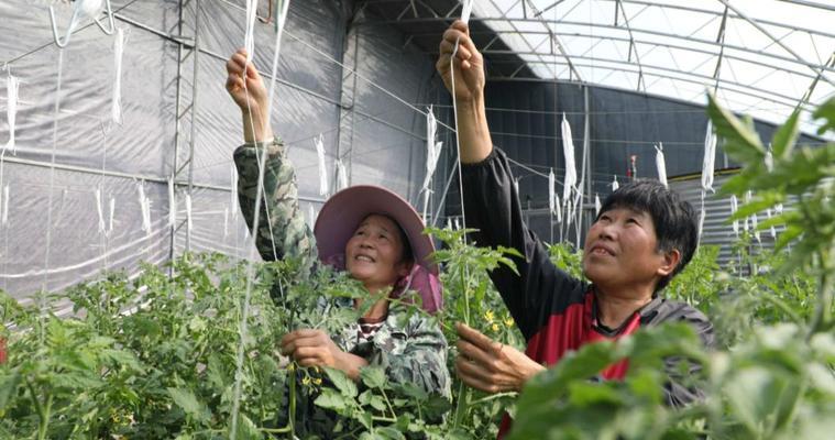 番茄种植技巧（从选种到成熟）