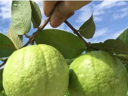 番石榴成熟季节剖析（探寻番石榴成熟的时间和特点）