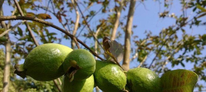 番石榴成熟季节剖析（探寻番石榴成熟的时间和特点）