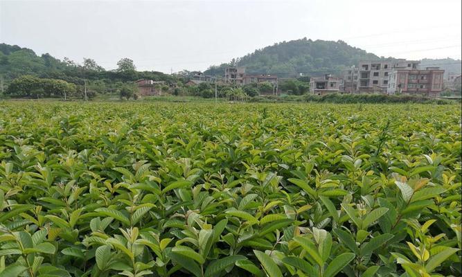 探寻番石榴的神秘故乡（寻找番石榴的“根”在何处）