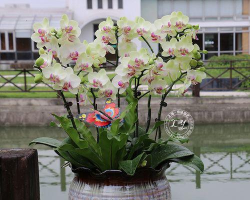 饭店开业送花如何选（送花不只是一份礼物）