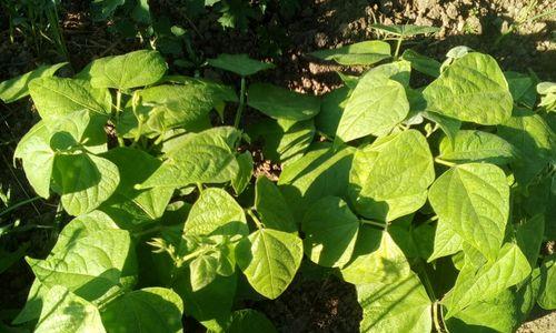 饭豆种植指南（掌握种植时间和技巧）