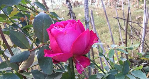 从多维度感受芳香花园，揭秘其藤本与灌木之美（从多维度感受芳香花园）