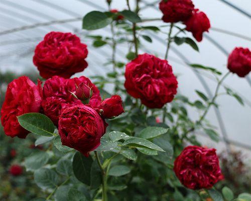 从多维度感受芳香花园，揭秘其藤本与灌木之美（从多维度感受芳香花园）